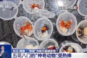 肇庆@铲屎官们 养“异宠”或危害国家安全 这些行为违法了