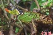 肇庆云南南滚河保护区首次发现红唇棘蜥