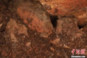 肇庆江西发现蜘蛛新物种 为研究呵叻蛛属适应区域提供依据