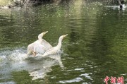 肇庆吉林：罕见白鸬鹚连续两年“故地重游”