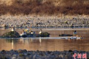 肇庆歙县完成安徽首个县域生物多样性调查 共记录物种近4千种