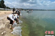 肇庆云南江川举行增殖放流活动 逾54万尾鱼游入星云湖